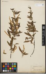 Foto von Salix nigra Marshall